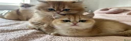 British Shorthair cats for sale: Gorgeous Golden British Longhair Kitten  in Chesterfield - Advert 3
