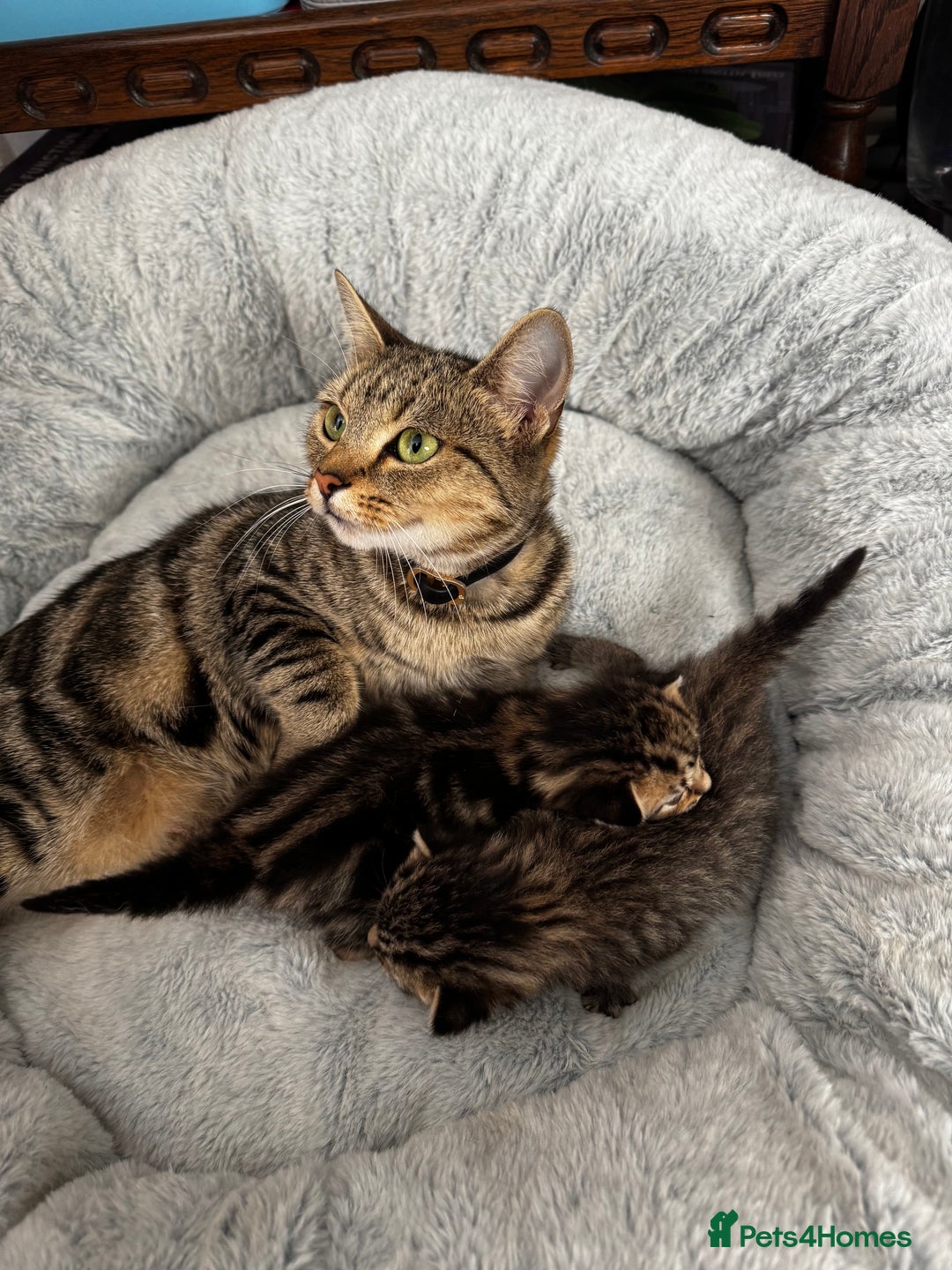 Maine Coon cats for sale: 2 beautiful kittens bengal x main coon - Image 5