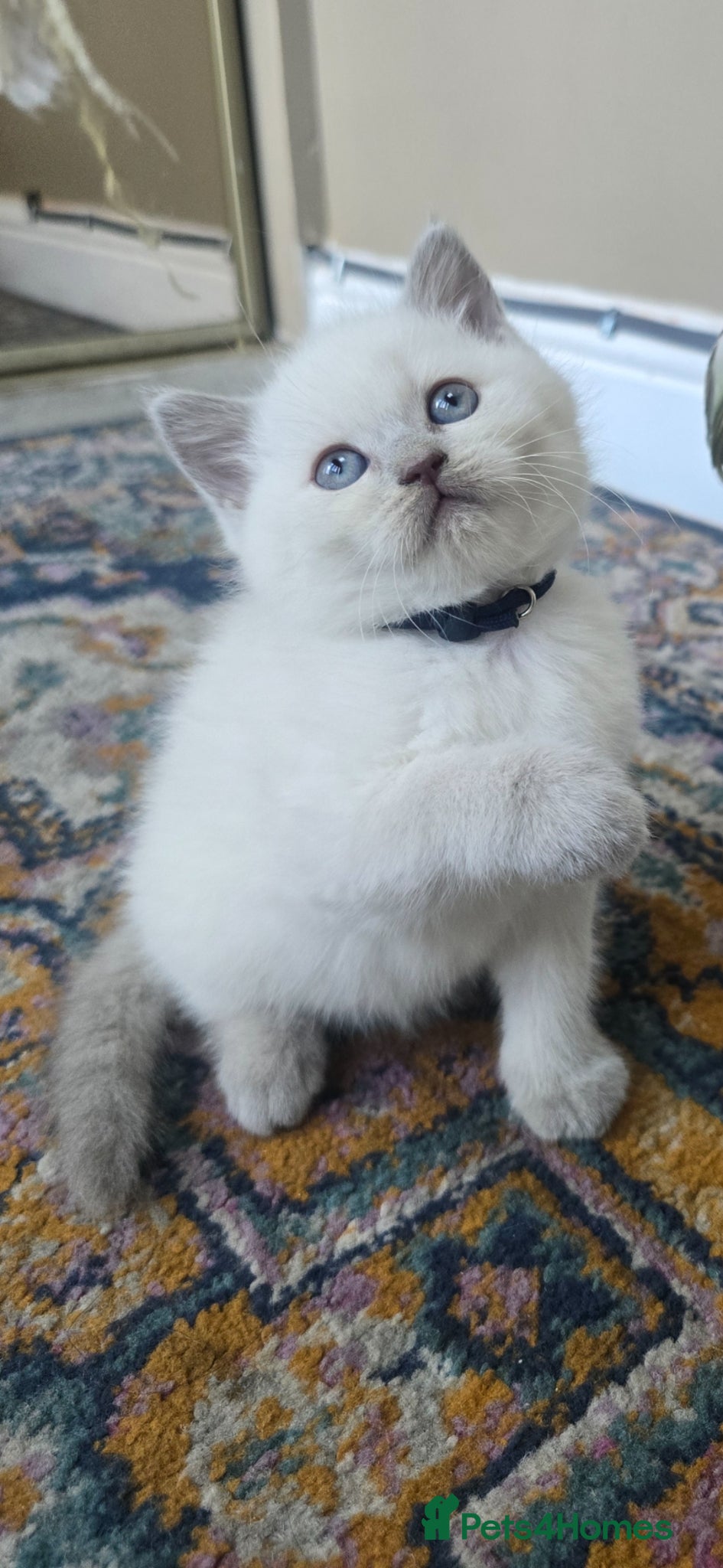 British Shorthair cats Gorgeous Cute British Short Hair Kittens - Advert 1