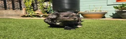 Lhasapoo dogs for sale: Stunning Lhasapoo Puppies. READY NOW! - Advert 12