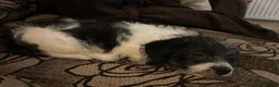 Jackapoo dogs for sale: Beautiful Pompi - Advert 9