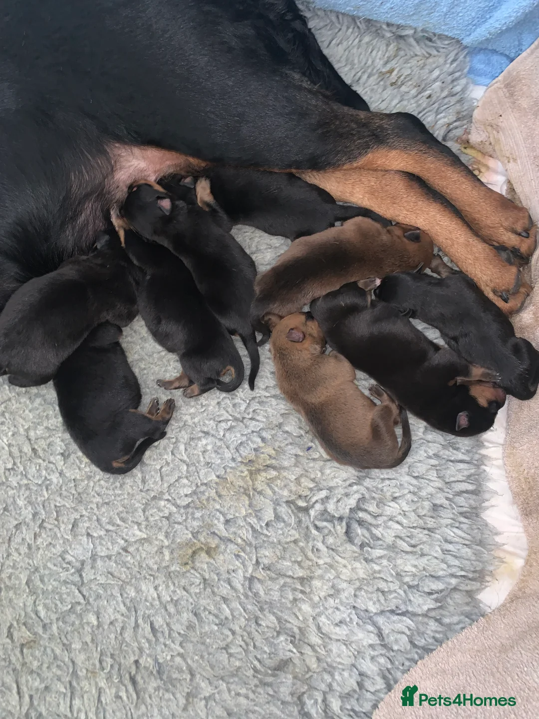 Mixed Breed dogs for sale: Rottweiler x American bull staffie - Advert 6