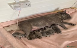French Bulldog dogs for sale: French buldogs - Image 15