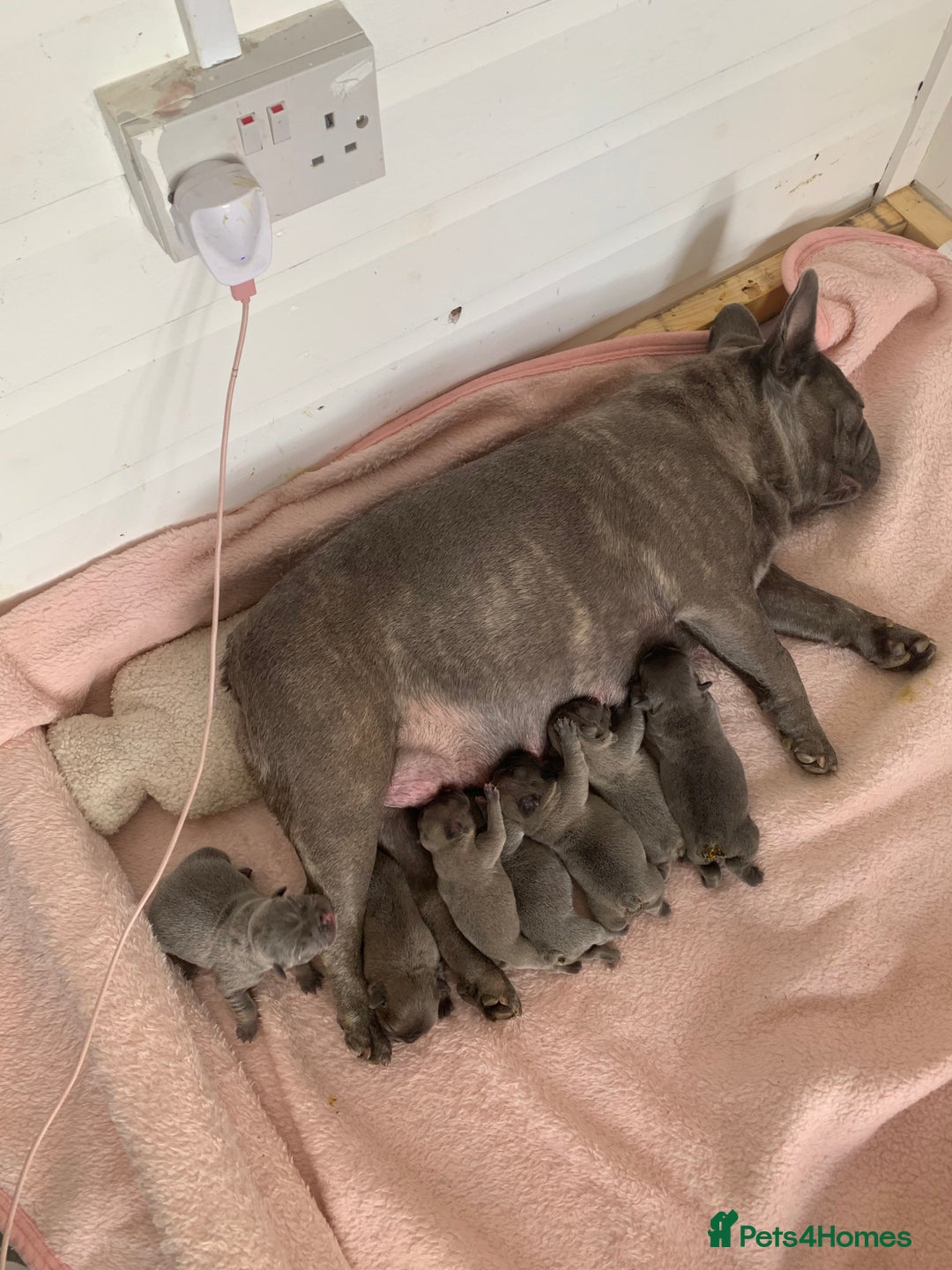 French Bulldog dogs for sale: French buldogs - Image 15