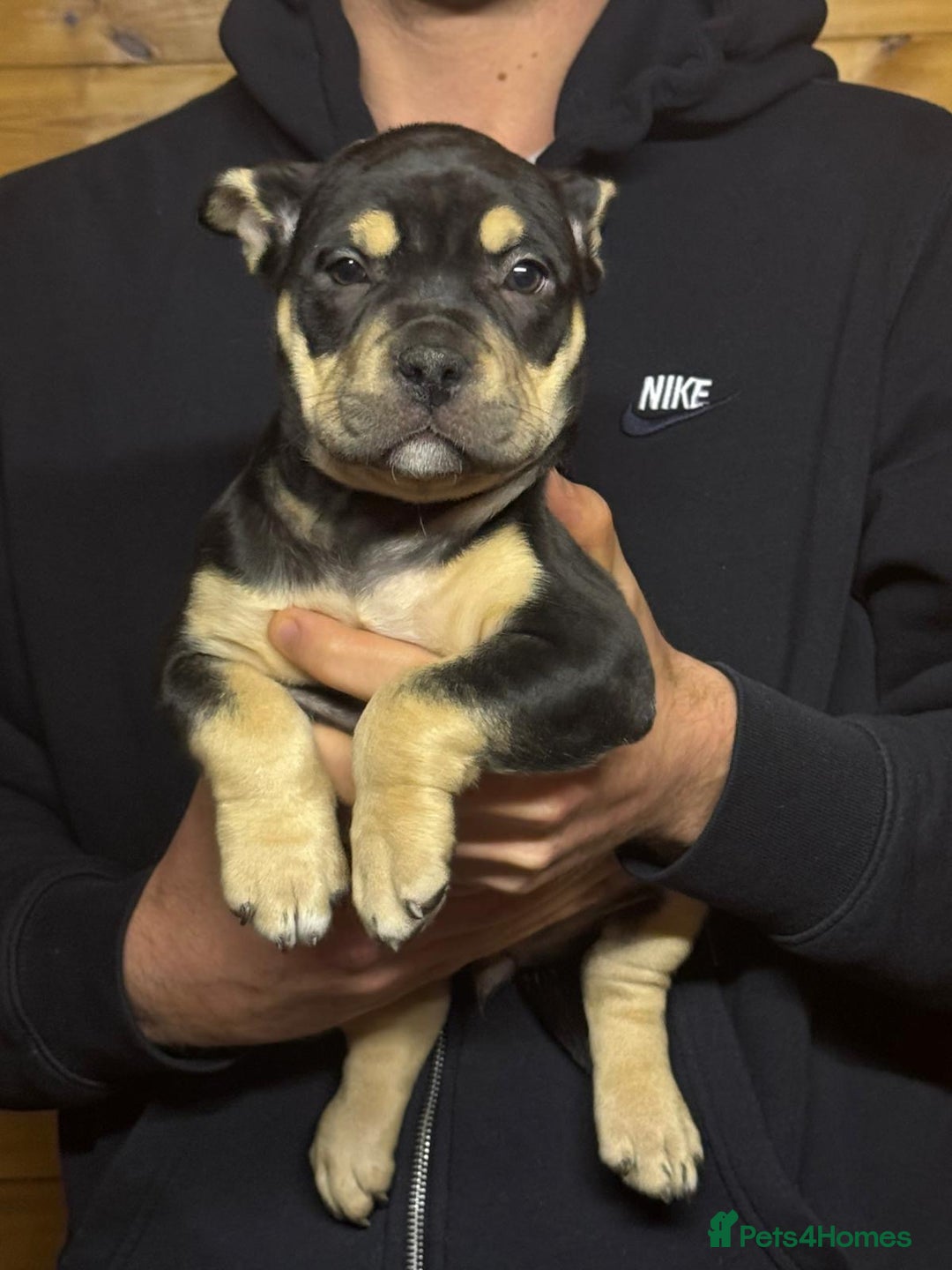 American Bully dogs for sale: Pocket bully - Advert 2