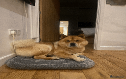 Chow Chow dogs for stud: Chow-husky cross to stud, can travel - Image 5