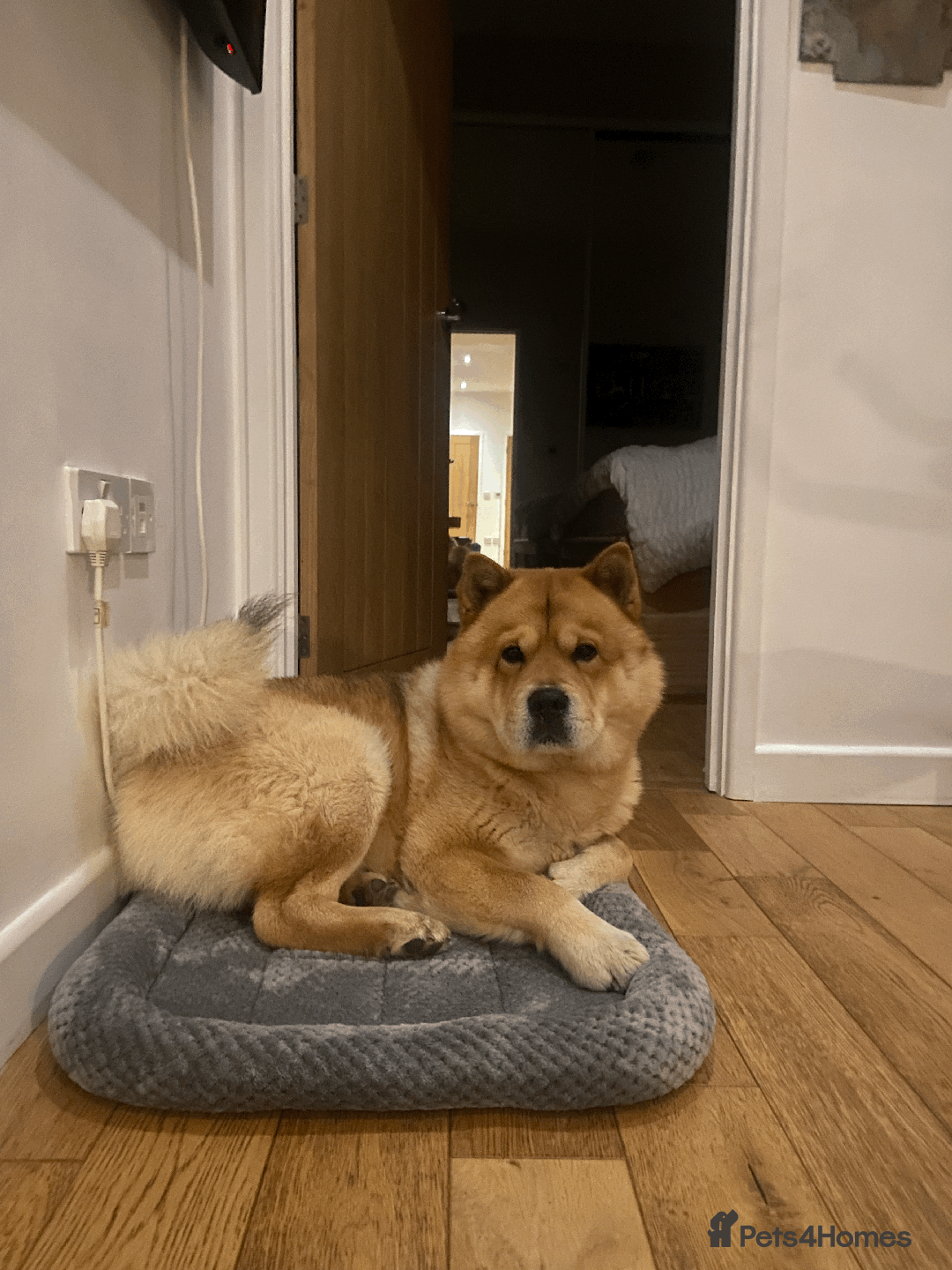 Chow Chow dogs for stud: Chow-husky cross to stud, can travel - Image 5