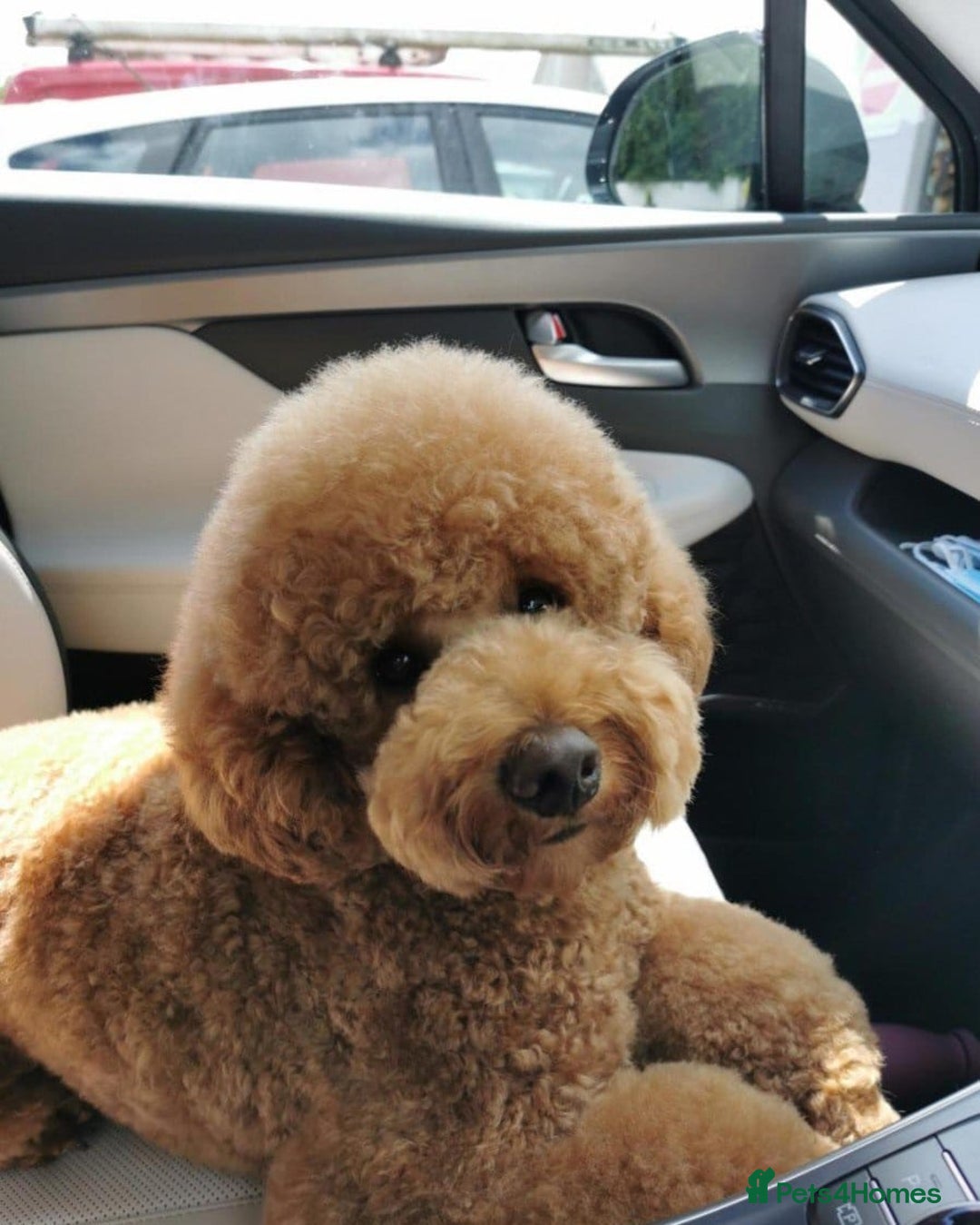 Cavapoo dogs for sale: Cavapoo puppies - Image 6