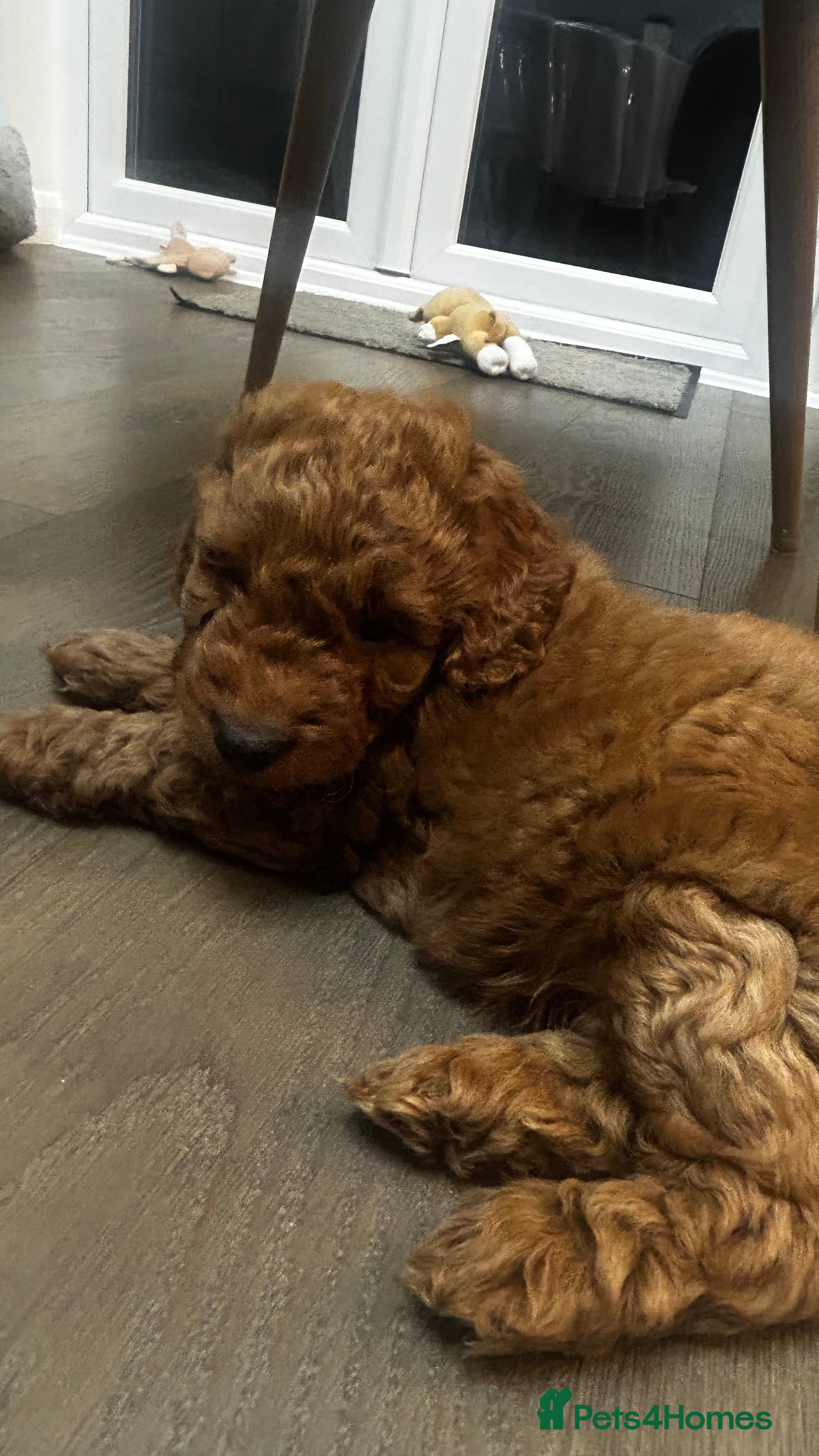 Cavapoo dogs for sale: F1B Cavapoo Puppies-2 Boys & 2 Girls–Ready 9th Nov - Advert 2