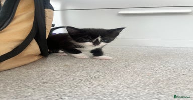 Mixed Breed cats - Advert 3