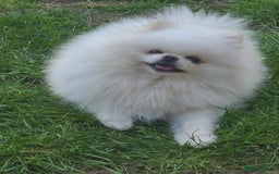Pomeranian dogs for sale: Gorgeous litter of pomeranian puppies💙💖 - Image 3