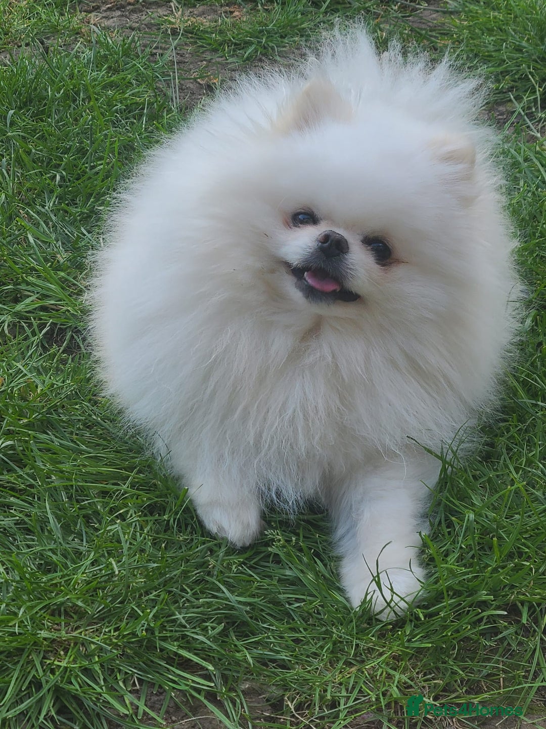 Pomeranian dogs for sale: Gorgeous litter of pomeranian puppies💙💖 - Image 3
