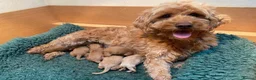 Cockapoo dogs for sale: F1b Red & Golden Cockapoos  - Advert 4