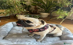 Pug dogs for adoption: 💖🐶 LOLA 🐶💖 - Image 13