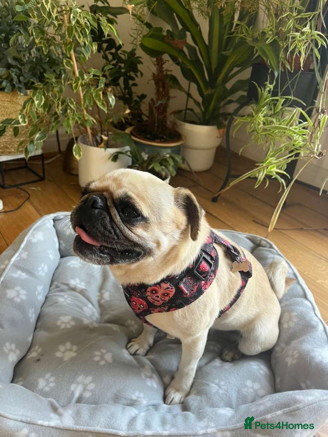 Pug dogs for adoption: 💖🐶 LOLA 🐶💖 - Image 13