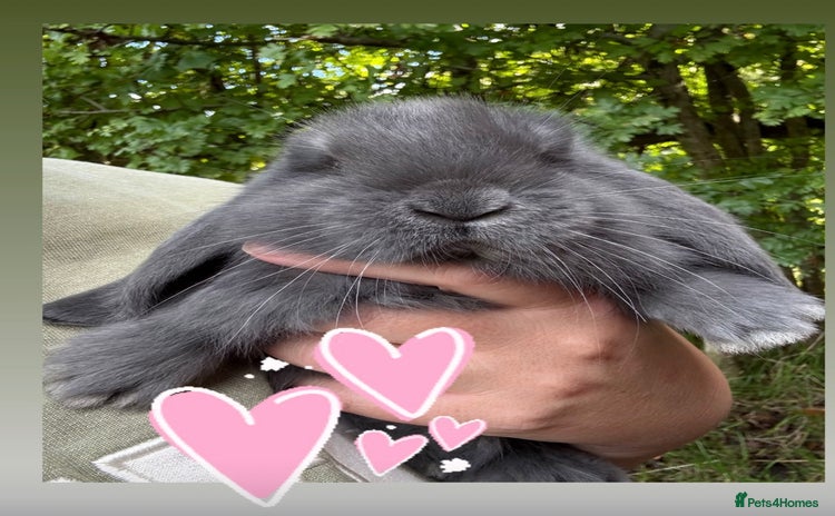 French Lop rabbits - Advert 2