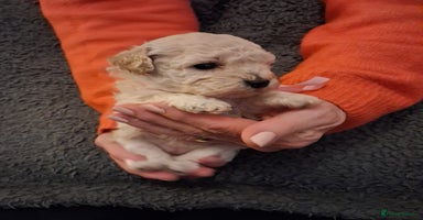 Cockapoo dogs - Advert 16