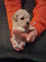 Cockapoo dogs - Advert 16