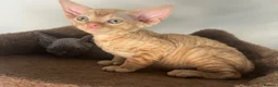 Devon Rex cats for sale: Pedigree Devon Rex Kittens – Boys & Girls  - Advert 19