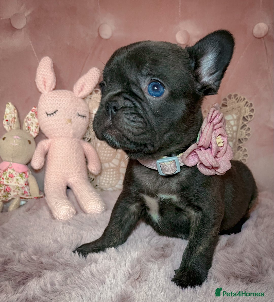 French Bulldog dogs for sale: 🌸BEAUTIFUL CHOCOLATE GIRL READY TO GO🌸 - Advert 2