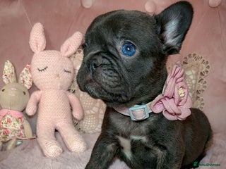 French Bulldog dogs 🌸BEAUTIFUL GIRL READY TO GO🌸 - Advert 4