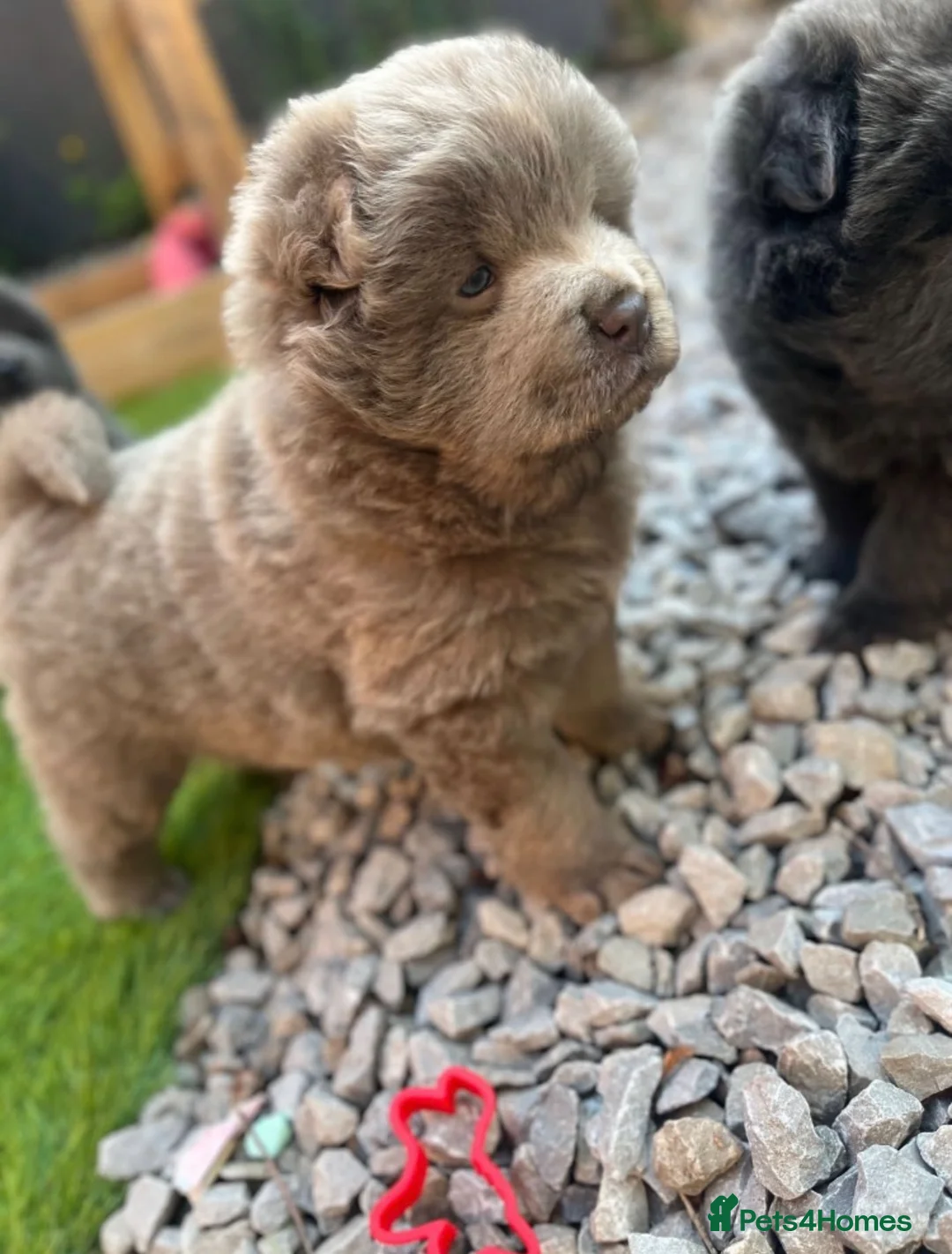 Chow Chow dogs for sale: Lilac and blue chow chows rare dna 🧬 at/at - Advert 2