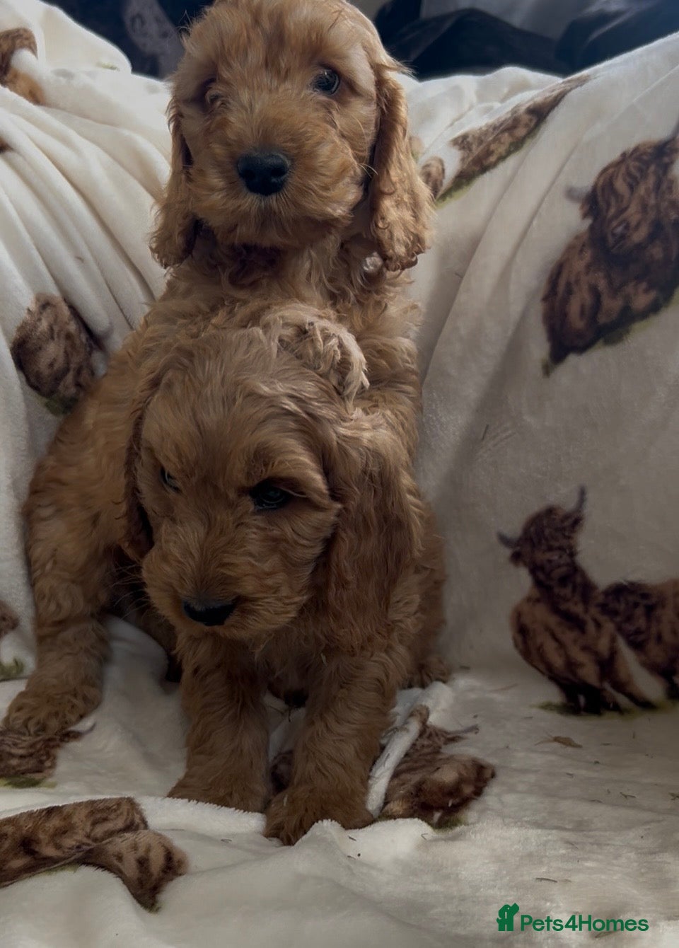 Cockapoo dogs Beautiful Red Cockerpoo Puppies - Advert 10