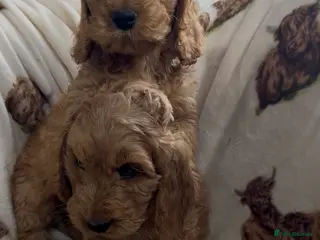Cockapoo dogs Beautiful Red Cockerpoo Puppies - Advert 17