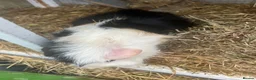 Guinea Pig rodents for sale: 2x Boars for sale  in Birmingham - Advert 4