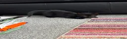 Domestic Shorthair cats for sale: Gorgeous black kittens  in Hayling Island - Advert 7