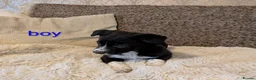 Border Collie dogs for sale: Collie puppies for sale - Advert 5