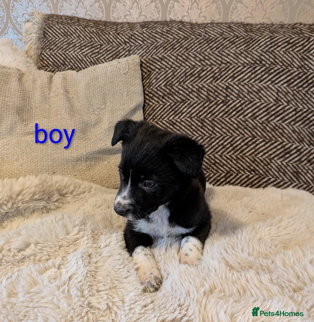 Border Collie dogs for sale: Collie puppies for sale - Advert 5