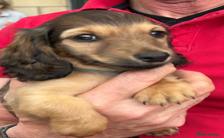 Miniature Dachshund dogs - Advert 2