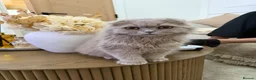 Mixed Breed cats for sale: Scottish fold British long hair mix  - Advert 4