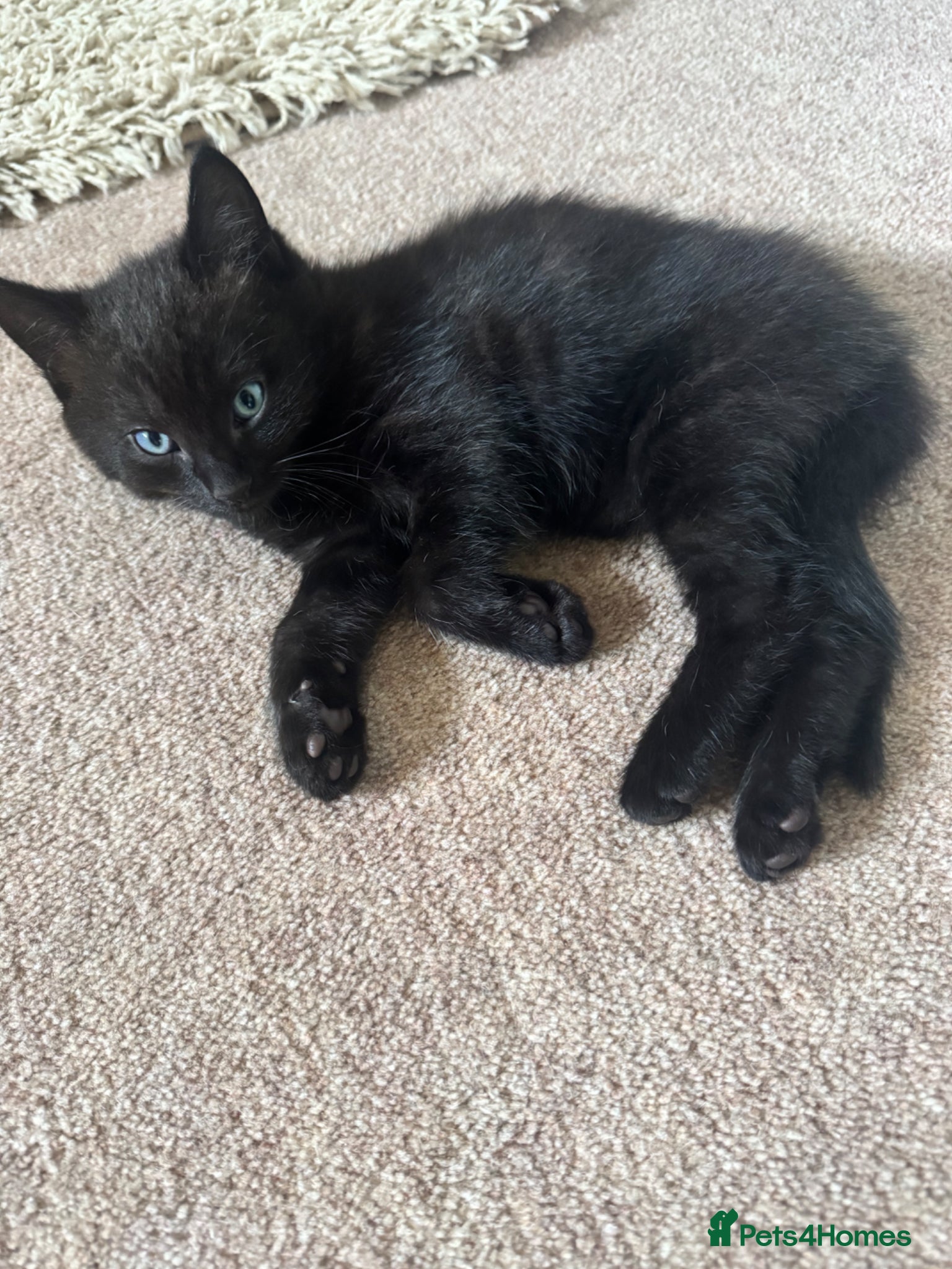 Mixed Breed cats for sale: Ragdoll x kittens - Advert 4