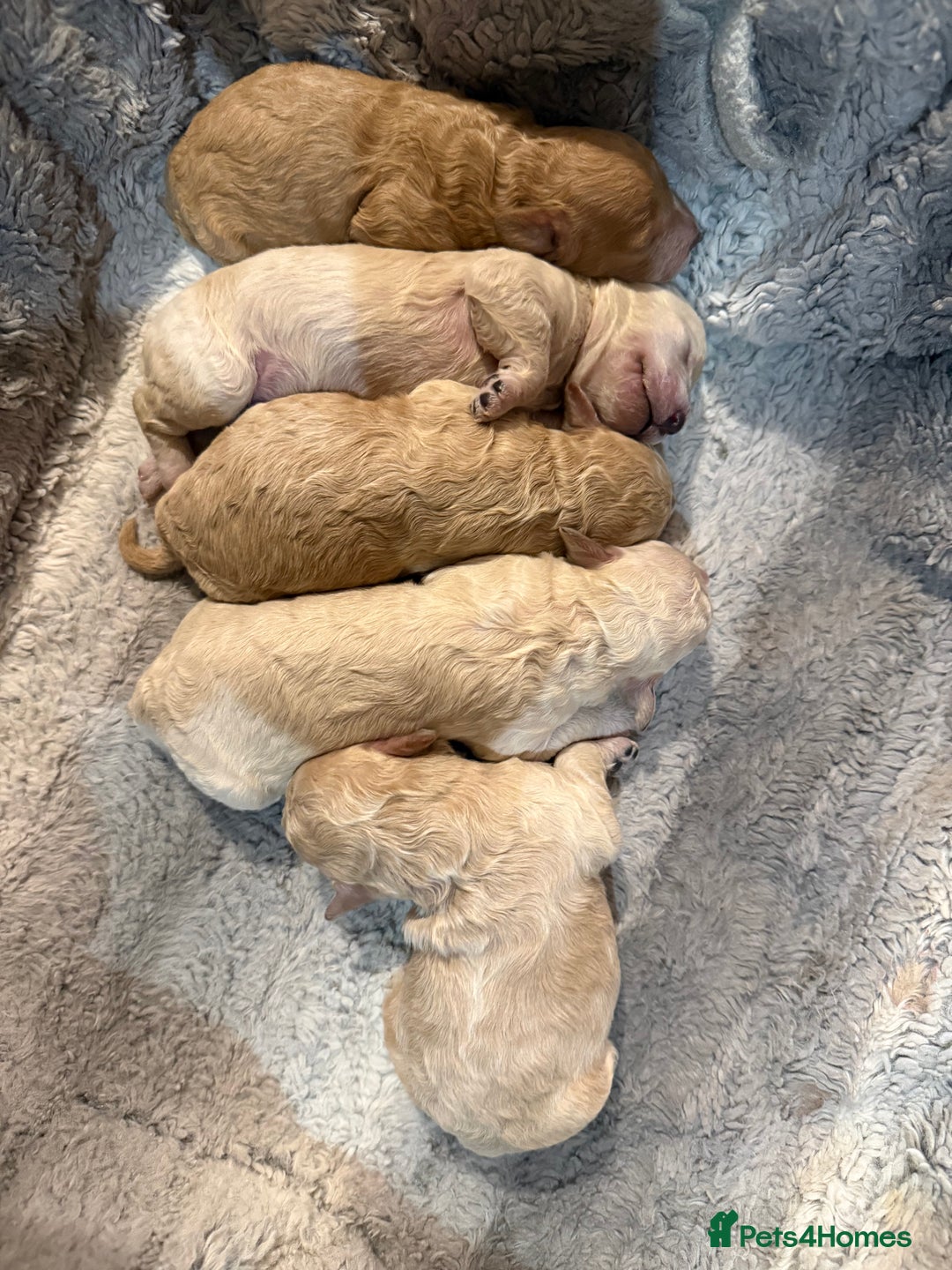 Maltipoo dogs for sale: Real life teddy bears 🧸  - Advert 2