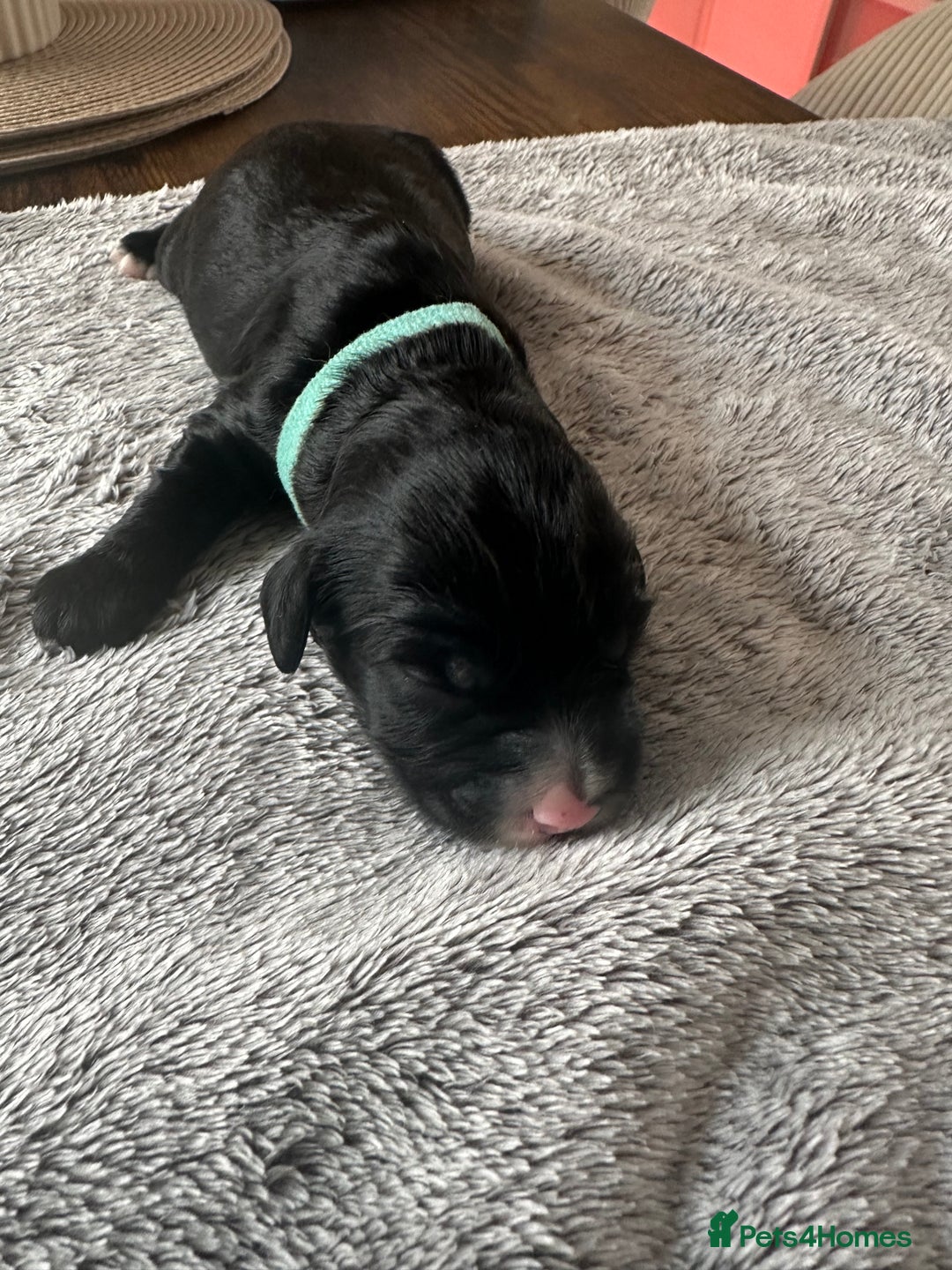 Cockapoo dogs for sale: Beautiful cockapoo puppies delivery possible - Image 23