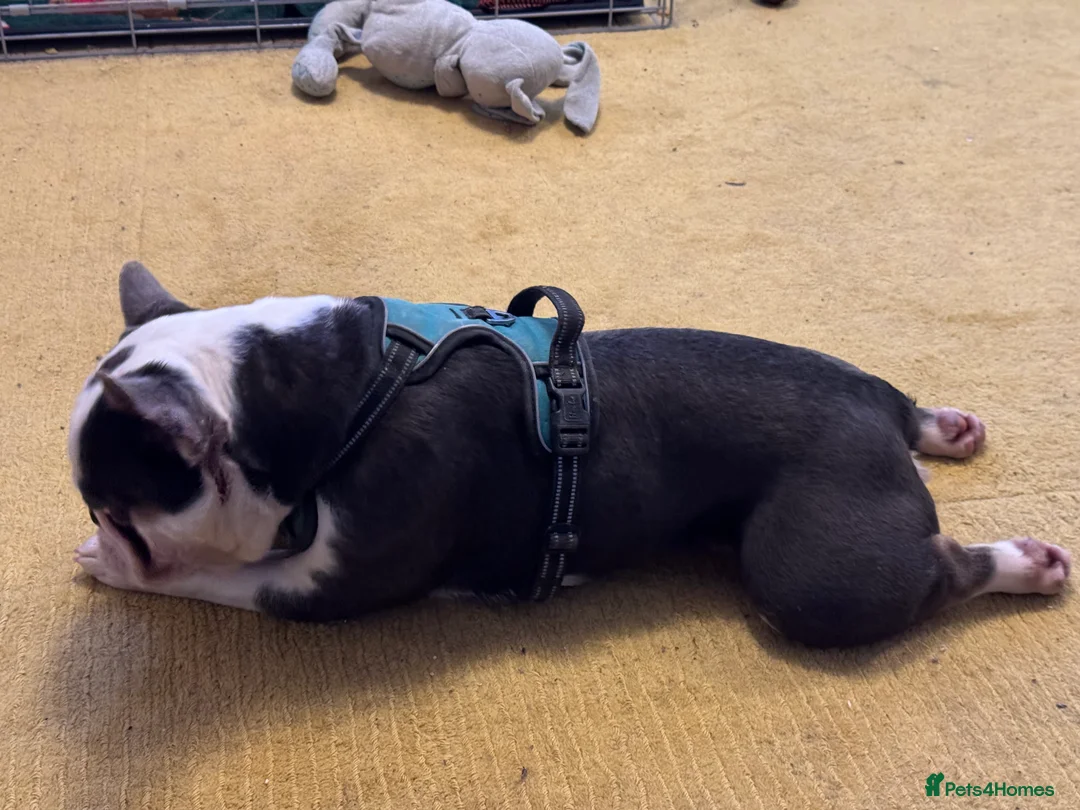 French Bulldog dogs for stud: 🔥FRENCH BULLDOG STUD HUSKY COLOUR PROVE🔥 - Advert 2