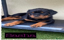 Rottweiler dogs for stud: Stunning KC registered fully health tested male   in Burnley - Image 14