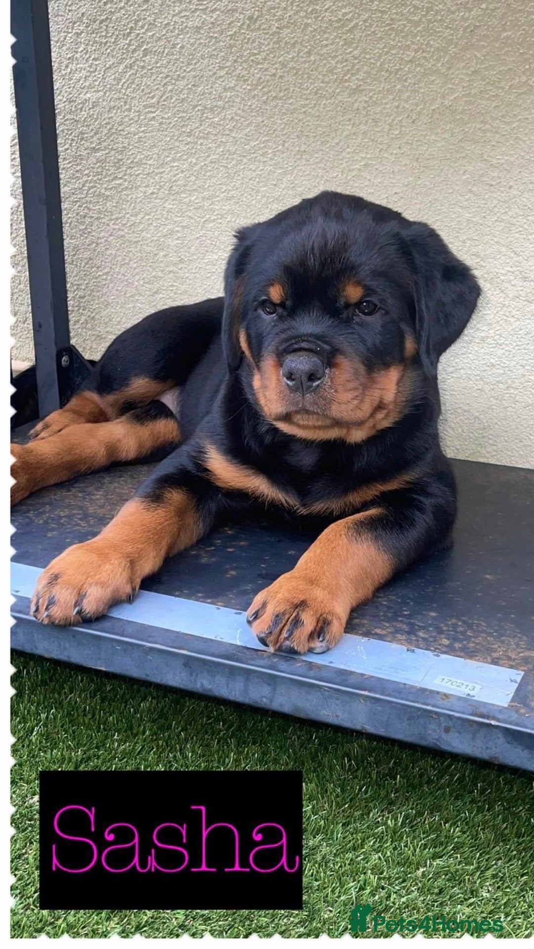 Rottweiler dogs for stud: Stunning KC registered fully health tested male   in Burnley - Image 14