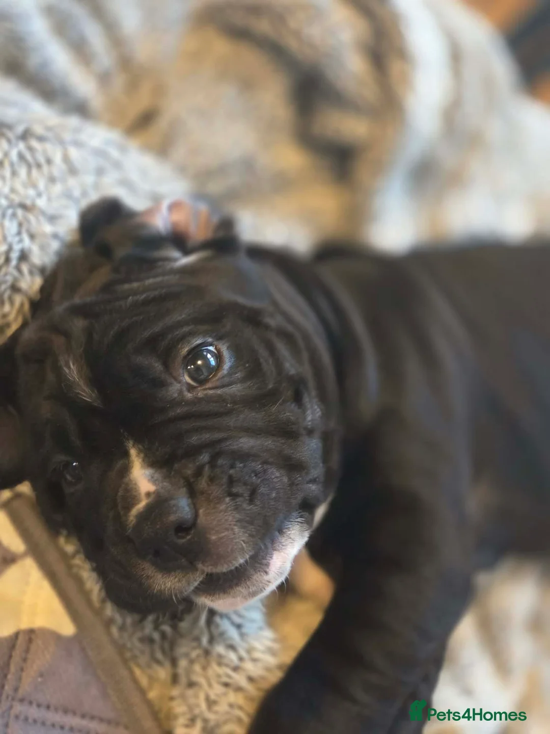 Cane Corso dogs for sale: Merle and brindle cane corso - Advert 23