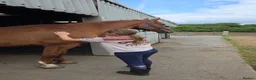 KWPN horses for sale: Gingerbread  - Advert 1