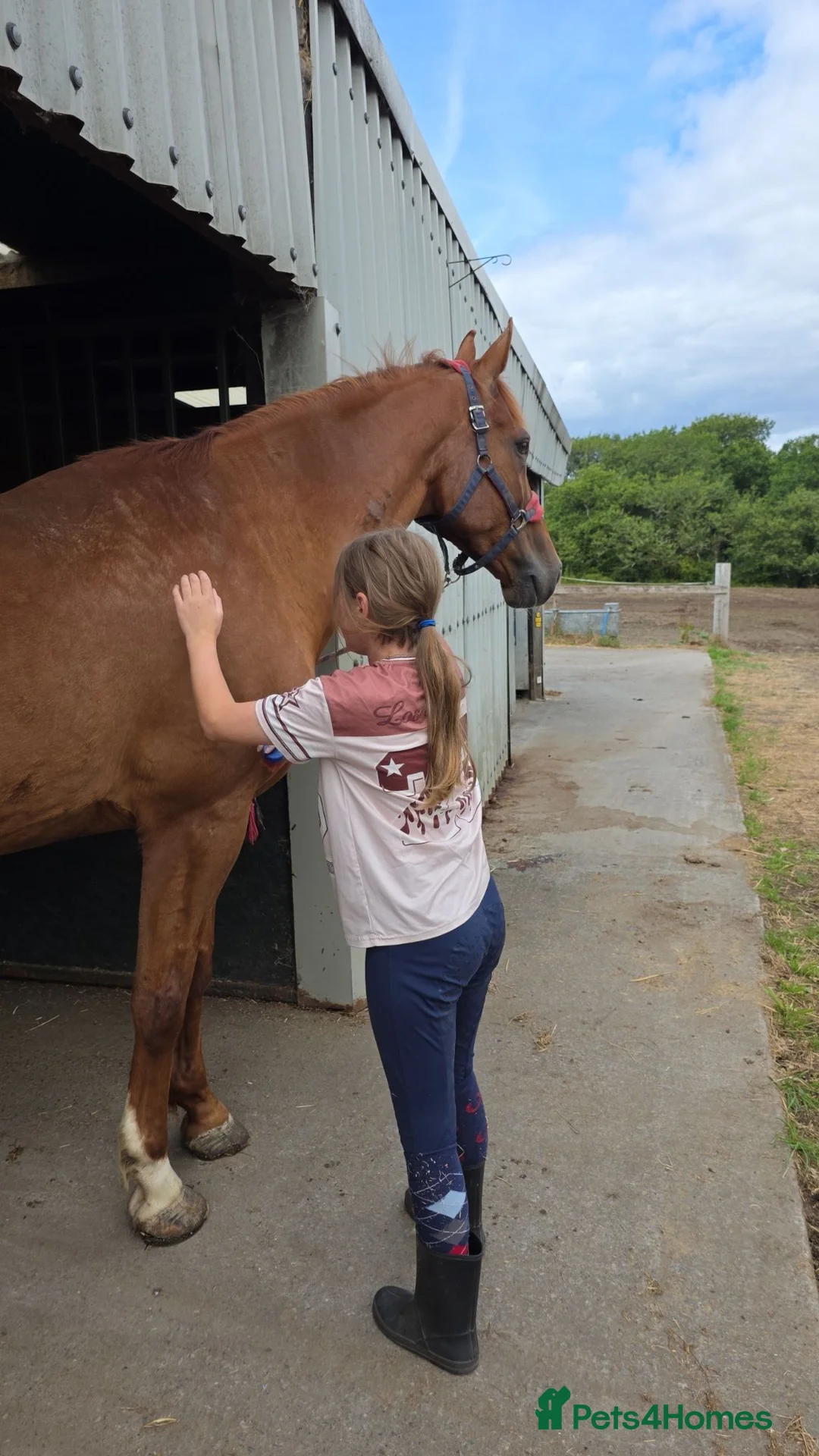 KWPN horses for sale: Gingerbread  - Advert 1
