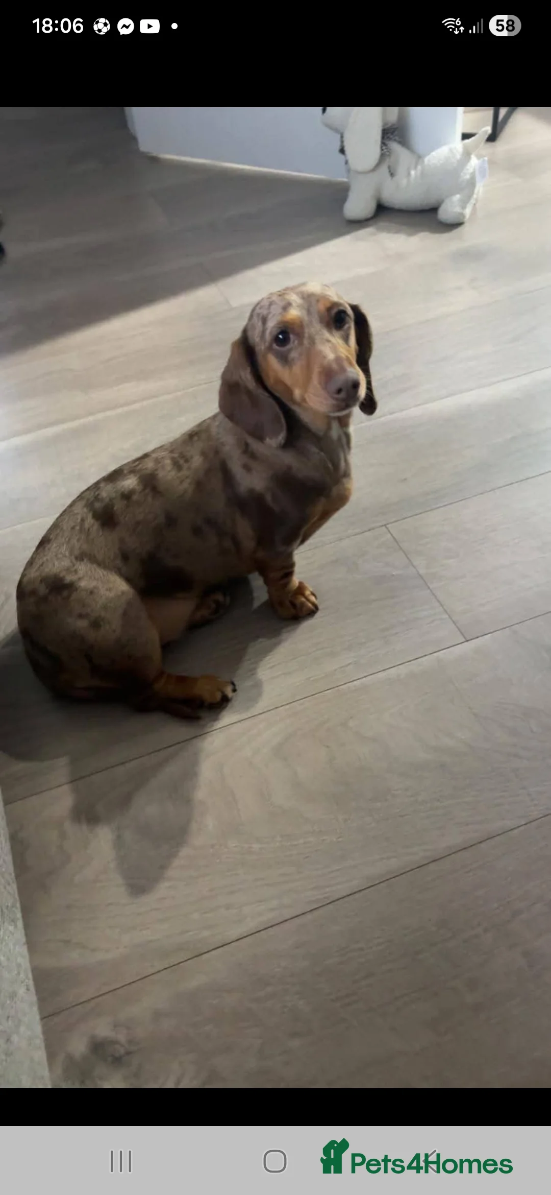Dachshund dogs for sale: Miniature dachshund - Advert 1