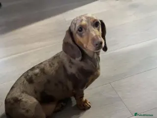 Dachshund dogs Miniature dachshund - Advert 1