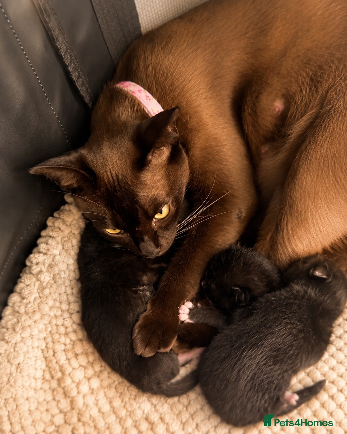 Burmese cats Burmese x kittens - Advert 13
