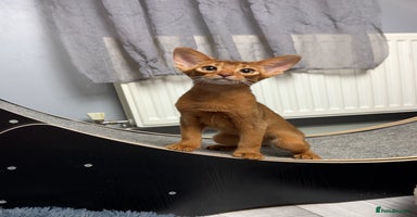 Abyssinian cats Raised with Love Abyssinian Kittens - Advert 10