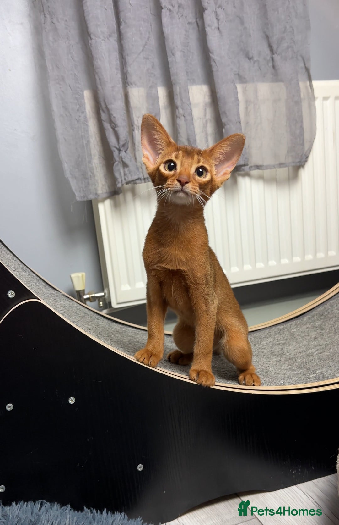 Abyssinian cats for sale: Raised with Love Abyssinian Kittens - Advert 2