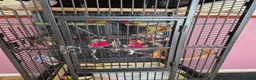 Conures birds for sale: Green cheeked conure - Advert 4