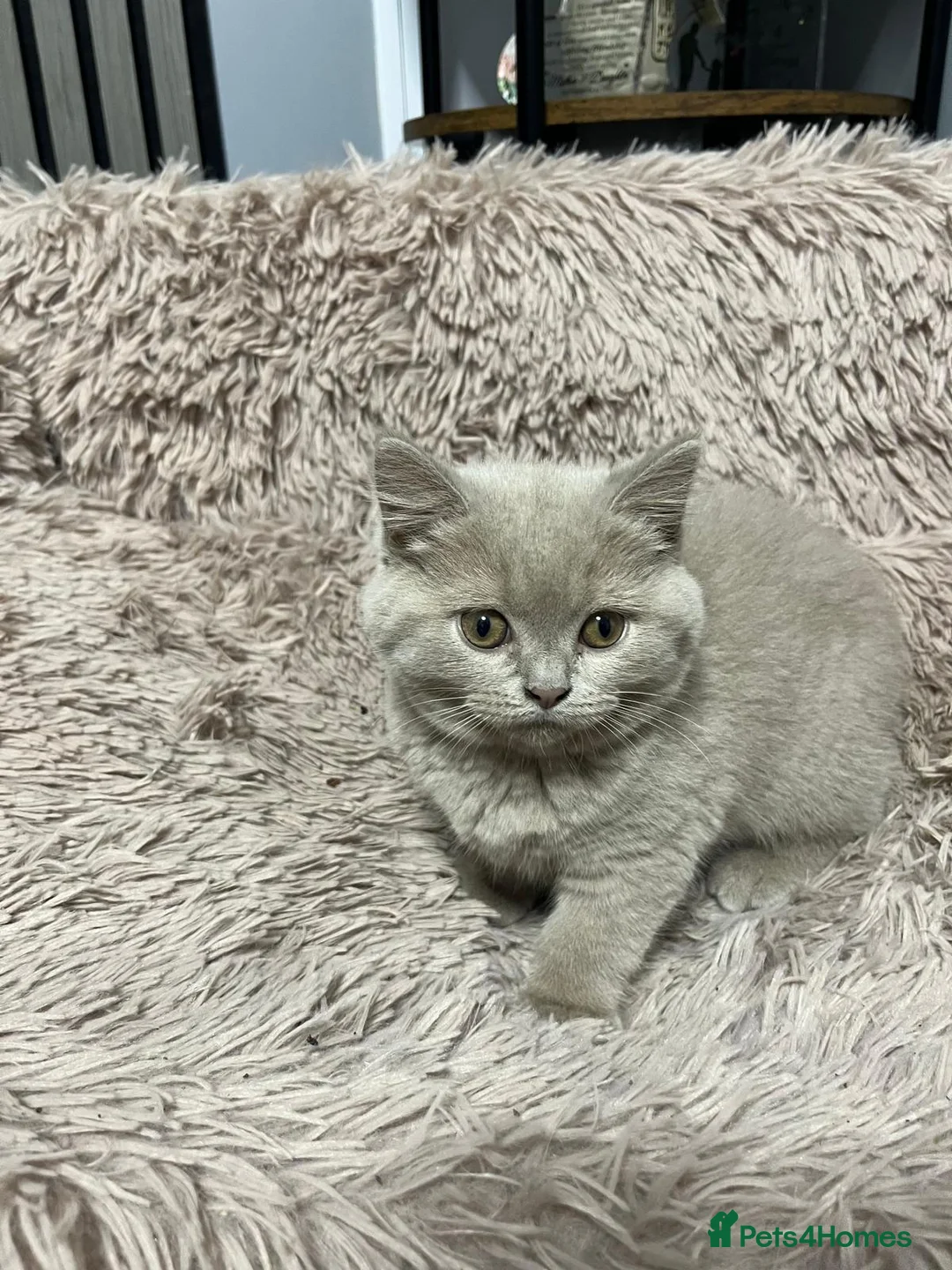 British Shorthair cats for sale: 2 blue beautiful girls British shorthair - Advert 2